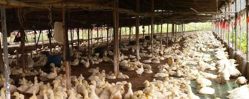 大棚養(yǎng)鴨要放嗎