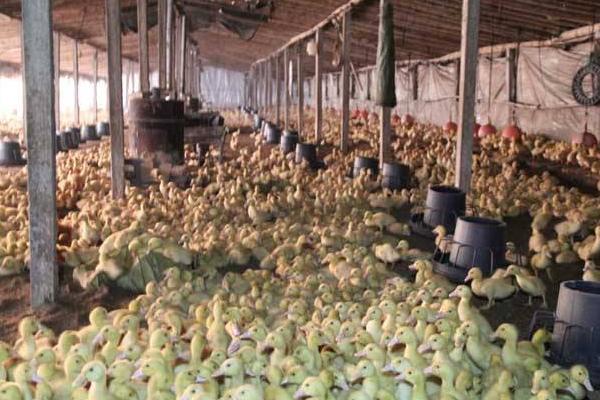 大棚養鴨要放嗎