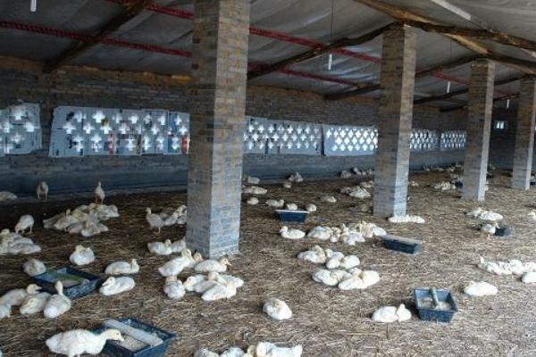 大棚養鴨要放嗎