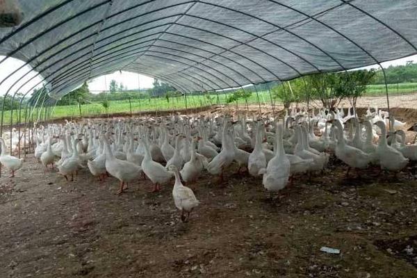 大棚養鴨要放嗎