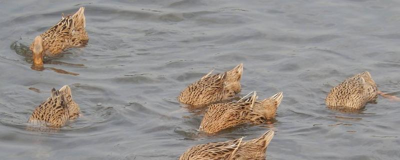 金定鴨養殖技術
