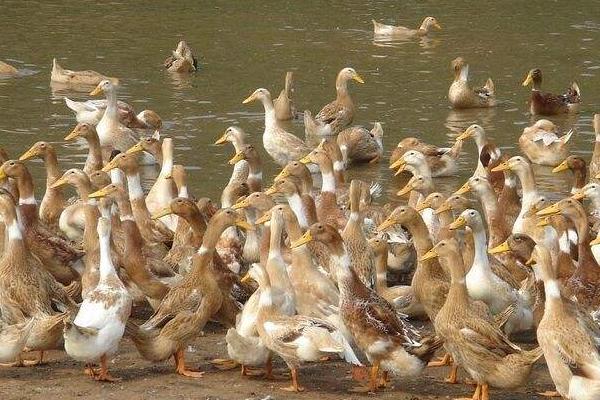 金定鴨養殖技術