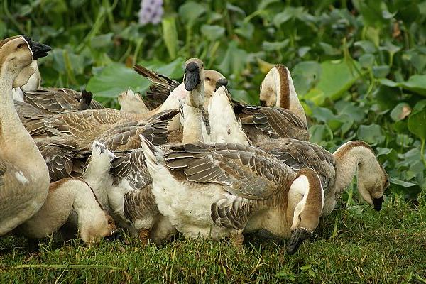 金定鴨養殖技術