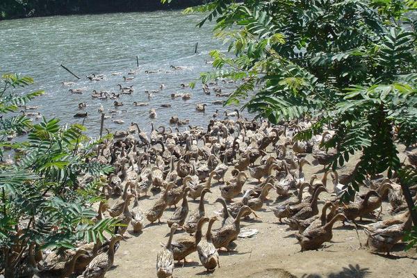 金定鴨養殖技術