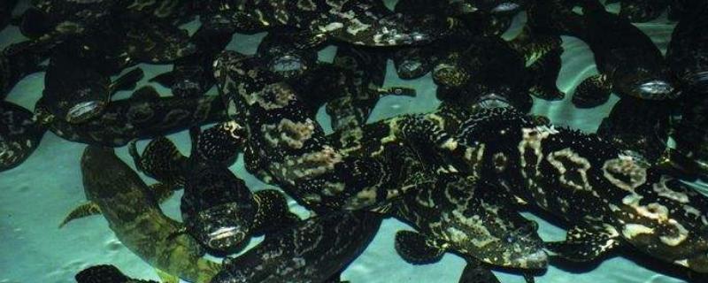 珍珠石斑魚病害與防治