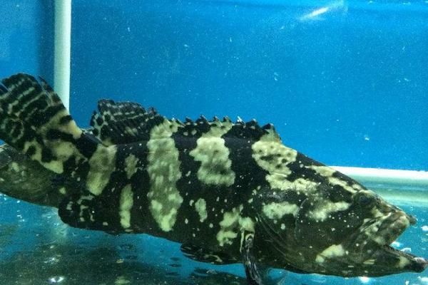 珍珠石斑魚病害與防治