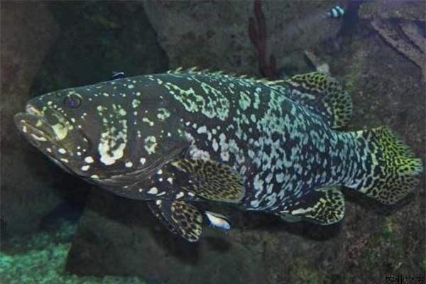 珍珠石斑魚病害與防治