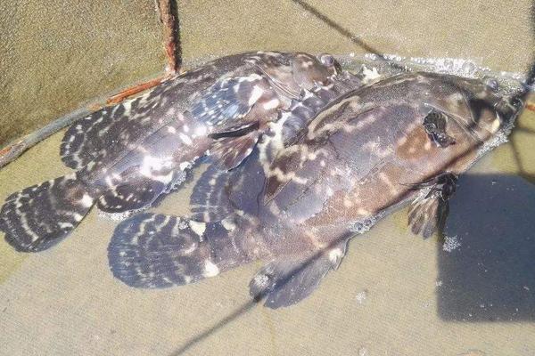 珍珠石斑魚病害與防治