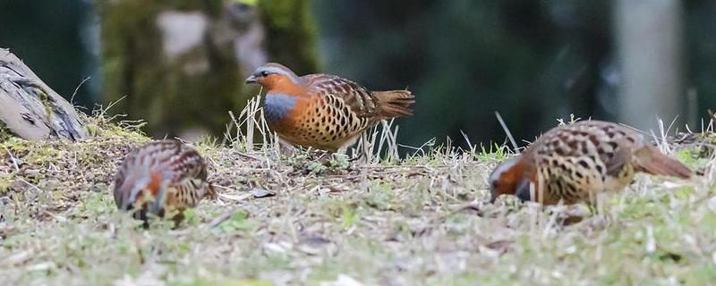 竹雞怎么分公母
