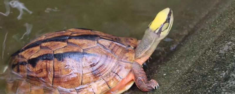 養(yǎng)金錢龜投資多少