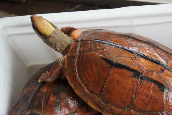 養金錢龜投資多少