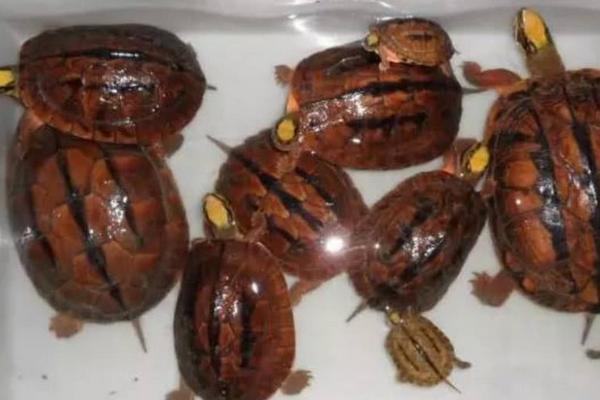 養金錢龜投資多少