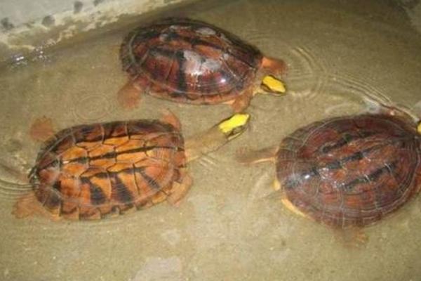 養金錢龜投資多少