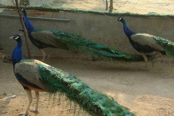 養孔雀的利潤與成本