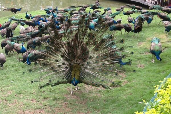 養孔雀的利潤與成本