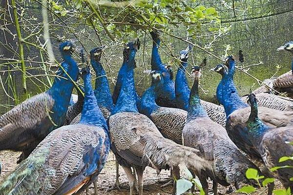 養孔雀的利潤與成本