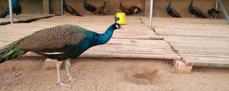 養孔雀的利潤與成本