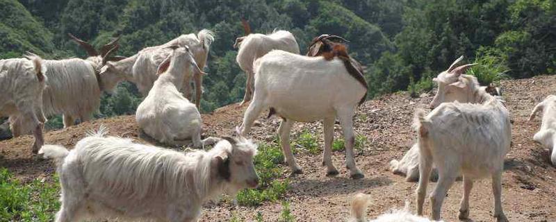 養(yǎng)山羊的利潤與成本
