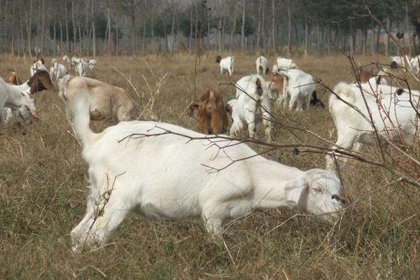 養山羊的利潤與成本
