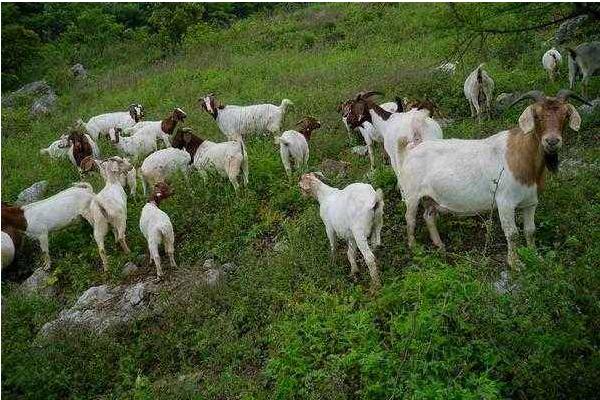 養山羊的利潤與成本