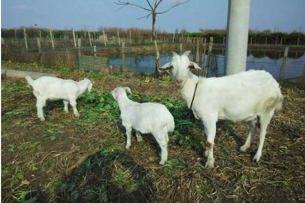 養山羊的利潤與成本