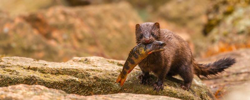 草原上能養水貂嗎