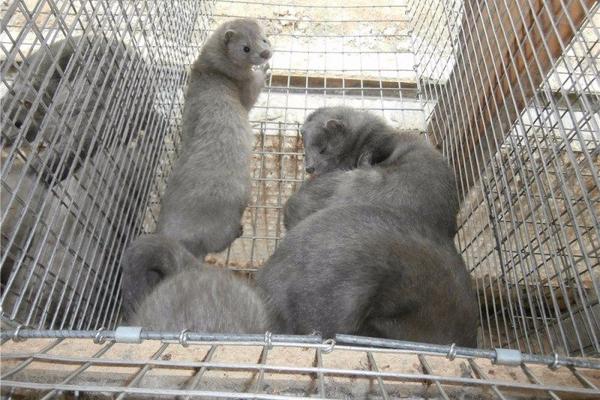 草原上能養(yǎng)水貂嗎