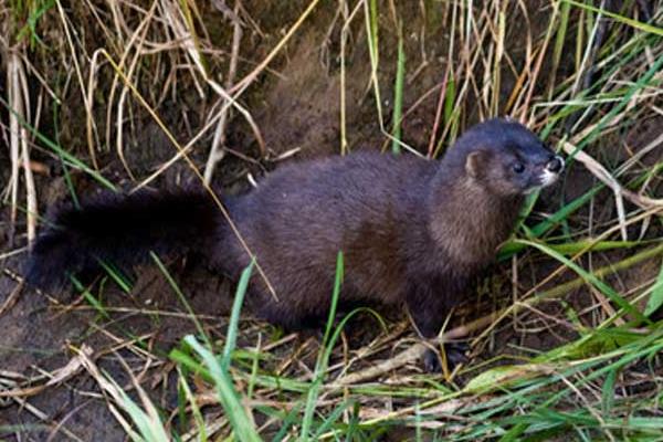 草原上能養(yǎng)水貂嗎