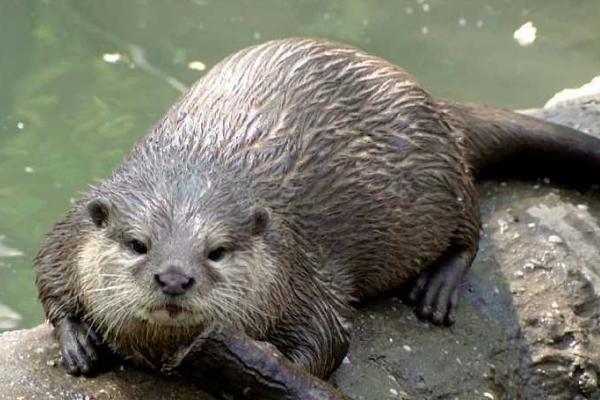 草原上能養(yǎng)水貂嗎