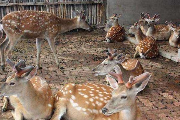 養鹿的風險怎么樣