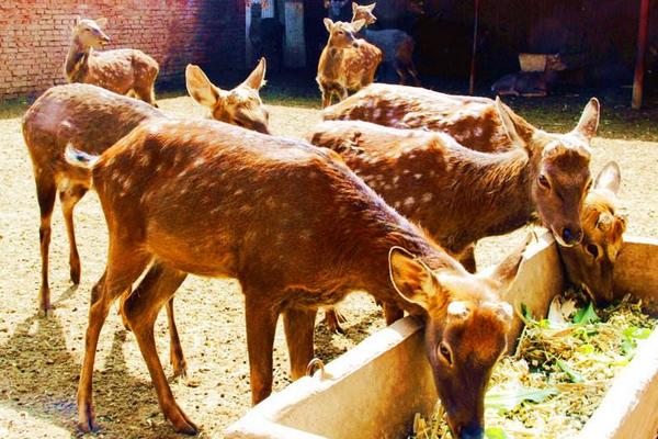 養鹿的風險怎么樣