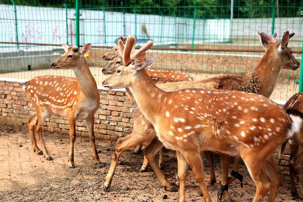 養鹿的風險怎么樣