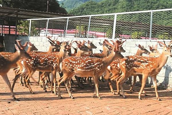 養鹿的風險怎么樣