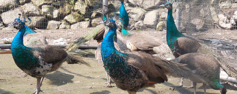 院中養孔雀技術