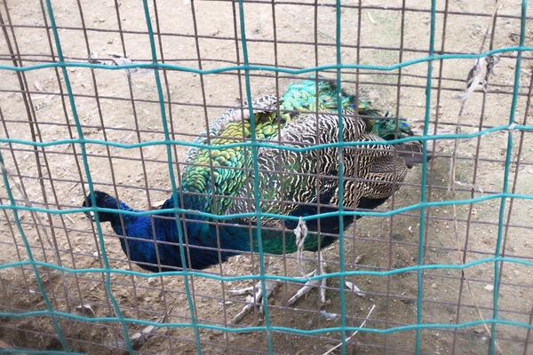 院中養孔雀技術