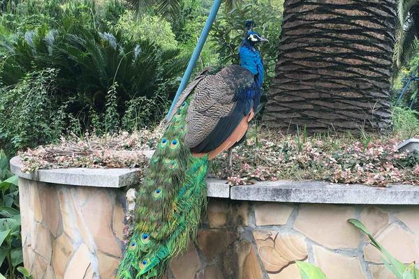 院中養孔雀技術