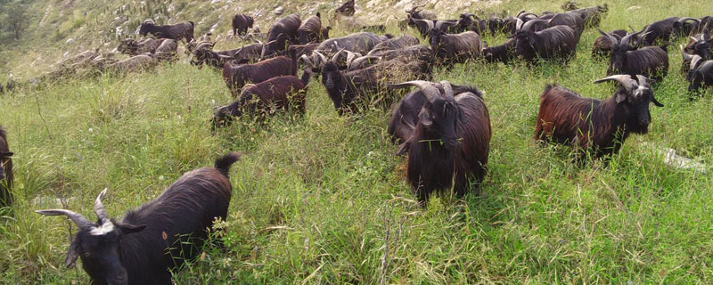 怎樣養(yǎng)好山羊