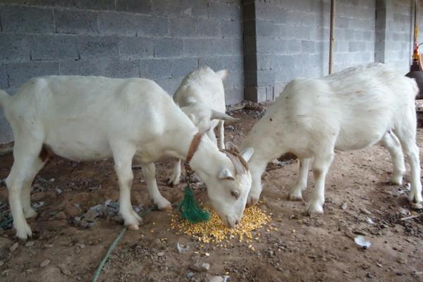 怎樣養(yǎng)好山羊