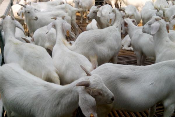 怎樣養(yǎng)好山羊