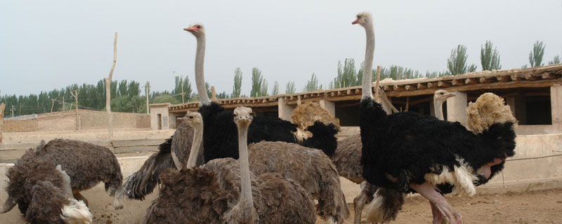 養(yǎng)鴕鳥犯法嗎