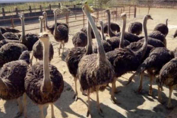 養鴕鳥犯法嗎