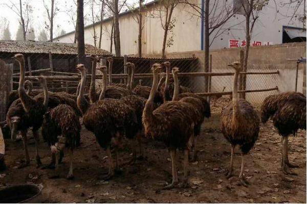 養鴕鳥犯法嗎