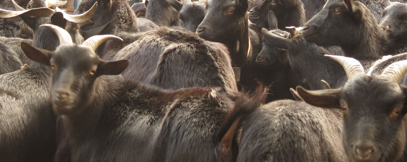 養山羊好還是綿羊好
