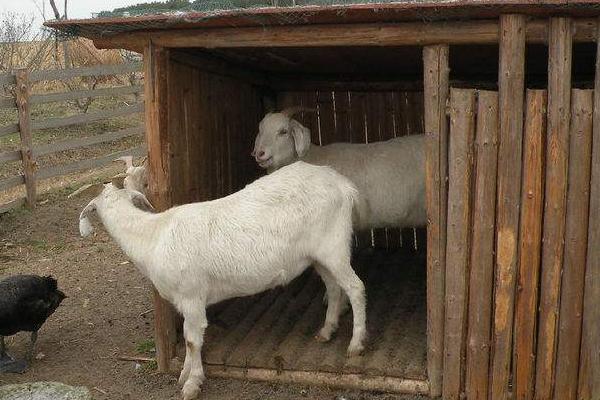 養山羊好還是綿羊好