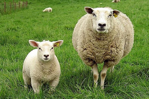 養山羊好還是綿羊好