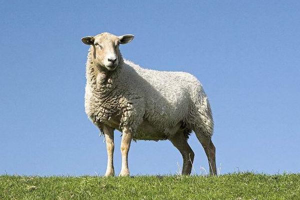 養山羊好還是綿羊好