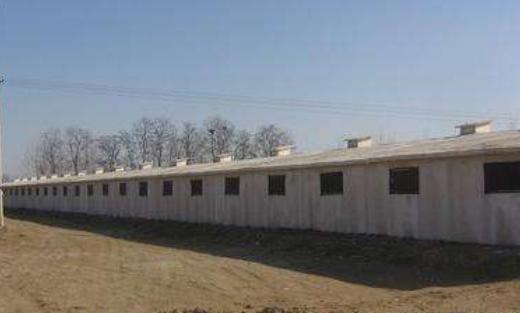 肉雞養(yǎng)殖雞舍建設(shè)