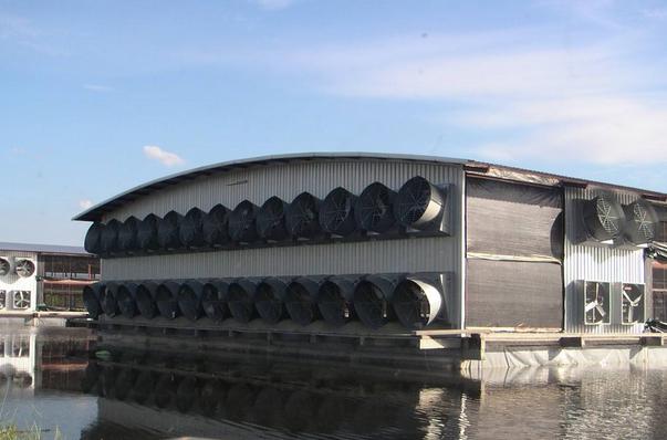 肉雞養(yǎng)殖雞舍建設(shè)