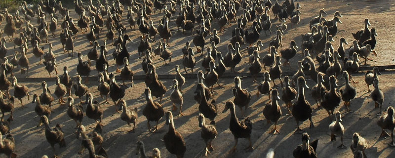 高郵鴨養殖技術