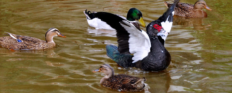 建昌鴨養殖技術